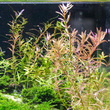 Load image into Gallery viewer, 1 CENT SAMPLE Mystery Red Stem Plant-Aquatic Plants-Glass Grown Aquatics-Glass Grown Aquatics-Aquarium live fish plants, decor