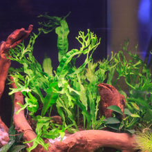 Load image into Gallery viewer, Java Fern Windelov-Aquatic Plants-Glass Grown-Glass Grown Aquatics-Aquarium live fish plants, decor