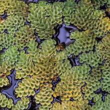 Load image into Gallery viewer, Salvinia Cucullata (Velvet Spangles) Plantlets NYE-Aquatic Plants-Glass Grown Aquatics-Glass Grown Aquatics-Aquarium live fish plants, decor