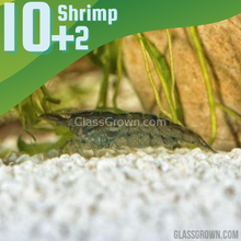 Load image into Gallery viewer, Wild Type Dwarf Shrimp 10+ Pack-Live Animals-Glass Grown-10x-Glass Grown Aquatics-Aquarium live fish plants, decor