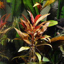 Load image into Gallery viewer, 1 CENT SAMPLE Mystery Red Stem Plant-Aquatic Plants-Glass Grown Aquatics-Glass Grown Aquatics-Aquarium live fish plants, decor