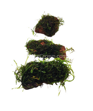 Load image into Gallery viewer, Java on a Lava! Java Moss on a Lava Rock-Aquatic Plants-Glass Grown-One Rock-Glass Grown Aquatics-Aquarium live fish plants, decor