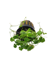 Load image into Gallery viewer, Potted Hydrocotyle tripartita Japan-Aquatic Plants-Glass Grown-Glass Grown Aquatics-Aquarium live fish plants, decor