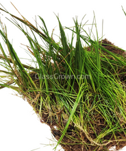 Load image into Gallery viewer, Dwarf Hairgrass 4" Coco Mat-Aquatic Plants-Glass Grown Aquatics-Glass Grown Aquatics-Aquarium live fish plants, decor