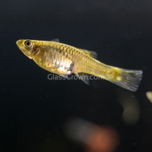 Load image into Gallery viewer, Green Cobra Endler 6 Fry Pack-Live Animals-Glass Grown-School of 6-Glass Grown Aquatics-Aquarium live fish plants, decor