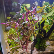 Load image into Gallery viewer, Bunch Scarlet Temple (Alternanthera Reineckii)-Aquatic Plants-Glass Grown-Bunch-Glass Grown Aquatics-Aquarium live fish plants, decor