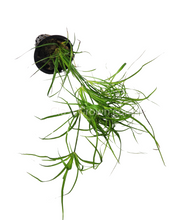 Load image into Gallery viewer, Potted Juncus Repens-Aquatic Plants-Glass Grown-Glass Grown Aquatics-Aquarium live fish plants, decor