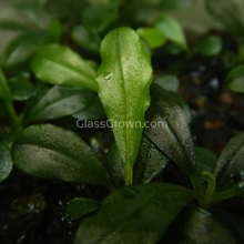 Load image into Gallery viewer, Assorted Bucephalandra Tub-Aquatic Plants-Glass Grown Aquatics-Glass Grown Aquatics-Aquarium live fish plants, decor