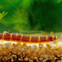 Load image into Gallery viewer, Kuhli Loach 3 Pack-Live Animals-Glass Grown Aquatics-School of 3-Glass Grown Aquatics-Aquarium live fish plants, decor