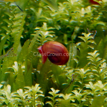Load image into Gallery viewer, Red Ramshorn 10+ Snails-Live Animals-Glass Grown-Glass Grown Aquatics-Aquarium live fish plants, decor