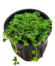 Load image into Gallery viewer, Potted Dwarf Baby Tears-Aquatic Plants-Glass Grown-Glass Grown Aquatics-Aquarium live fish plants, decor
