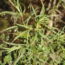 Load image into Gallery viewer, Potted Pogostemon Stellatus 'Octopus'-Aquatic Plants-Glass Grown Aquatics-Glass Grown Aquatics-Aquarium live fish plants, decor