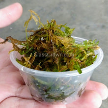 Load image into Gallery viewer, Shrimp Breeders Plant Pack (3 Plants)-Aquatic Plants-Glass Grown-Sure!-Glass Grown Aquatics-Aquarium live fish plants, decor
