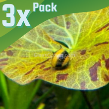 Load image into Gallery viewer, Bumblebee Horned Nerite Snail 3 Pack-Live Animals-Glass Grown-Pack of Three Snails-Glass Grown Aquatics-Aquarium live fish plants, decor
