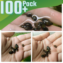 Load image into Gallery viewer, Feeder Snails 100+ Pack-Live Animals-Glass Grown-Glass Grown Aquatics-Aquarium live fish plants, decor