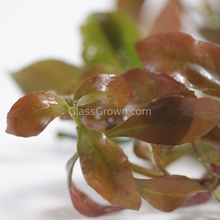 Load image into Gallery viewer, Grower's Choice High Light Plants (6 Bunches)-Aquatic Plants-Glass Grown Aquatics-Glass Grown Aquatics-Aquarium live fish plants, decor