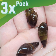 Load image into Gallery viewer, RARE Prambanan Snails 3 Pack-Live Animals-Glass Grown Aquatics-Pack of Three Snails-Glass Grown Aquatics-Aquarium live fish plants, decor
