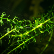 Load image into Gallery viewer, Bunch Anacharis-Aquatic Plants-Glass Grown-Glass Grown Aquatics-Aquarium live fish plants, decor
