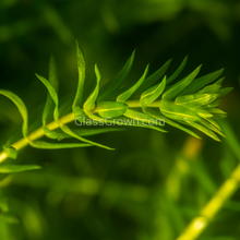 Load image into Gallery viewer, Bunch Anacharis-Aquatic Plants-Glass Grown-Glass Grown Aquatics-Aquarium live fish plants, decor