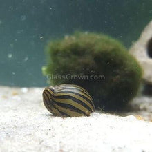 Load image into Gallery viewer, 1 CENT SAMPLE 3x Mystery Nerite Snails-Live Animals-Glass Grown Aquatics-Glass Grown Aquatics-Aquarium live fish plants, decor
