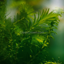 Load image into Gallery viewer, Bunch Anacharis-Aquatic Plants-Glass Grown-Glass Grown Aquatics-Aquarium live fish plants, decor
