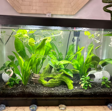Load image into Gallery viewer, Potted Amazon Sword-Aquatic Plants-Glass Grown-Glass Grown Aquatics-Aquarium live fish plants, decor