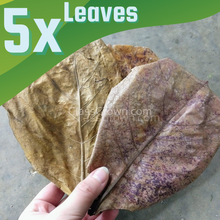 Load image into Gallery viewer, Catappa Indian Almond Leaves-Aquarium Decor-Glass Grown Aquatics-Five Leaves-Small (3"-5")-Glass Grown Aquatics-Aquarium live fish plants, decor