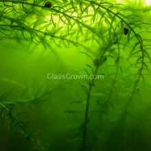 Load image into Gallery viewer, Bunch Anacharis-Aquatic Plants-Glass Grown-Glass Grown Aquatics-Aquarium live fish plants, decor