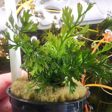Load image into Gallery viewer, Potted Mini Bolbitis Heteroclita-Aquatic Plants-Glass Grown Aquatics-Glass Grown Aquatics-Aquarium live fish plants, decor