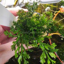 Load image into Gallery viewer, Potted Mini Bolbitis Heteroclita-Aquatic Plants-Glass Grown Aquatics-Glass Grown Aquatics-Aquarium live fish plants, decor

