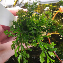 Load image into Gallery viewer, Potted Mini Bolbitis Heteroclita-Aquatic Plants-Glass Grown Aquatics-Glass Grown Aquatics-Aquarium live fish plants, decor