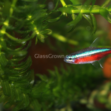 Load image into Gallery viewer, Bunch Anacharis-Aquatic Plants-Glass Grown-Glass Grown Aquatics-Aquarium live fish plants, decor