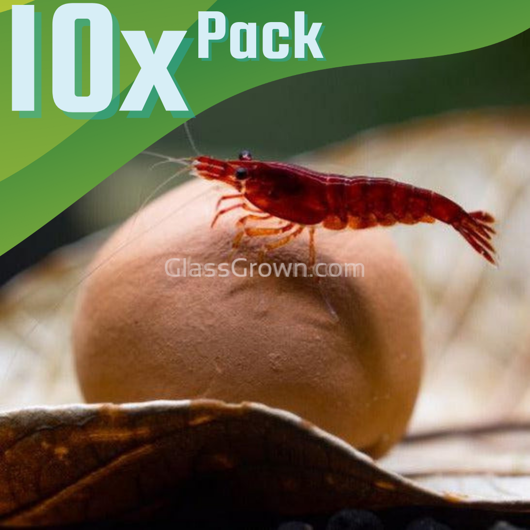 5000pcs @ $308.99 Maifanitum Mineral Supplement 10 mm Balls for Bee Shrimp