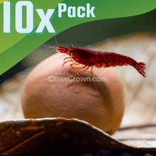 Load image into Gallery viewer, Ten Tourmaline or Maifanitum Clay Mineral Balls-Aquarium Decor-Glass Grown Aquatics-Maifanitum Clay Mineral Balls-Glass Grown Aquatics-Aquarium live fish plants, decor