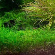 Load image into Gallery viewer, Dwarf Hairgrass 4" Coco Mat-Aquatic Plants-Glass Grown Aquatics-Glass Grown Aquatics-Aquarium live fish plants, decor