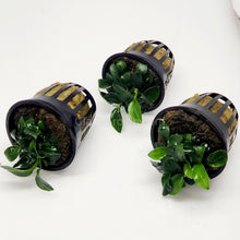 Load image into Gallery viewer, Anubias Nana Petite 3-10 Pots-Aquatic Plants-Glass Grown-3x Pots-Glass Grown Aquatics-Aquarium live fish plants, decor