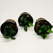 Load image into Gallery viewer, Anubias Nana Petite 3-10 Pots-Aquatic Plants-Glass Grown-3x Pots-Glass Grown Aquatics-Aquarium live fish plants, decor