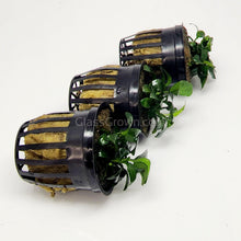 Load image into Gallery viewer, Anubias Nana Petite 3-10 Pots-Aquatic Plants-Glass Grown-3x Pots-Glass Grown Aquatics-Aquarium live fish plants, decor