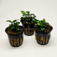 Load image into Gallery viewer, Anubias Nana Petite 3-10 Pots-Aquatic Plants-Glass Grown-3x Pots-Glass Grown Aquatics-Aquarium live fish plants, decor