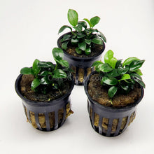 Load image into Gallery viewer, Anubias Nana Petite 3-10 Pots-Aquatic Plants-Glass Grown-3x Pots-Glass Grown Aquatics-Aquarium live fish plants, decor