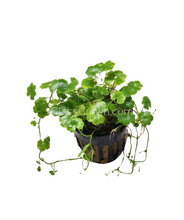 Load image into Gallery viewer, Potted Hydrocotyle tripartita Japan-Aquatic Plants-Glass Grown-Glass Grown Aquatics-Aquarium live fish plants, decor