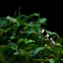 Load image into Gallery viewer, Assorted Bucephalandra Tub-Aquatic Plants-Glass Grown Aquatics-Glass Grown Aquatics-Aquarium live fish plants, decor