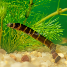 Load image into Gallery viewer, Kuhli Loach 3 Pack-Live Animals-Glass Grown Aquatics-School of 3-Glass Grown Aquatics-Aquarium live fish plants, decor