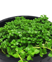 Load image into Gallery viewer, Dwarf Baby Tears 3-10 Pots-Aquatic Plants-Glass Grown-3x Pots-Glass Grown Aquatics-Aquarium live fish plants, decor
