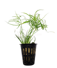 Load image into Gallery viewer, Potted Juncus Repens-Aquatic Plants-Glass Grown-Glass Grown Aquatics-Aquarium live fish plants, decor