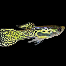 Load image into Gallery viewer, Green Cobra Endler 6 Fry Pack-Live Animals-Glass Grown-School of 6-Glass Grown Aquatics-Aquarium live fish plants, decor