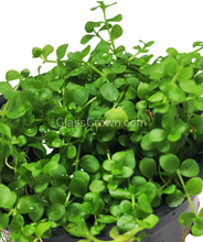 Load image into Gallery viewer, Monte Carlo 3-10 Pots-Aquatic Plants-Glass Grown-3x Pots-Glass Grown Aquatics-Aquarium live fish plants, decor