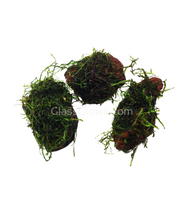 Load image into Gallery viewer, Java on a Lava! Java Moss on a Lava Rock-Aquatic Plants-Glass Grown-One Rock-Glass Grown Aquatics-Aquarium live fish plants, decor