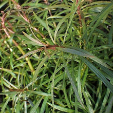 Load image into Gallery viewer, Bunch Pogostemon Stellatus 'Octopus'-Aquatic Plants-Glass Grown Aquatics-Glass Grown Aquatics-Aquarium live fish plants, decor