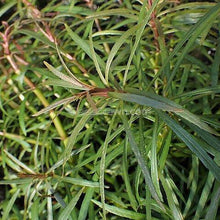 Load image into Gallery viewer, Pogostemon Stellatus 'Octopus'-Aquatic Plants-Glass Grown Aquatics-Bunch-Glass Grown Aquatics-Aquarium live fish plants, decor